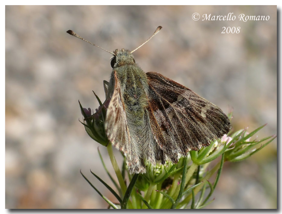 Insetti dalla Croazia: 12. Carcharodus flocciferus (Hesp.)